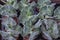 Cotyledon undulata, or wavy bastard, a beautiful silvery velvet plant. Cotyledon sprouts in flower pots for sale, backdrop