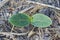 Cotyledons and first true leaf of a germinating melon seed