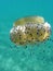 Cotylorhiza tuberculata Jellyfish in the mediterranean sea in south of Italy