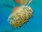 Cotylorhiza tuberculata, Mediterranean jelly, fried egg jellyfish, Mediterranean jellyfish.