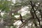 Coucal bird on a tree in the african savannah.