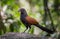 Coucals, Crow pheasants standing on a rock in the forest