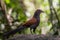 Coucals, Crow pheasants standing on a rock in the forest