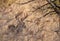 Coues Whitetail Deer Buck in Brush in Arizona