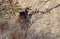 Coues Whitetail Deer Buck in the Chiricahua Mountains Arizona