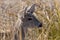 Coues Whitetail Deer Buck Portrait in Arizona