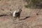 Coues Whitetail Deer Buck Running in Arizona in Winter