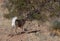 Coues Whitetail Deer Buck Running in Arizona in Winter