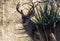 Coues Whitetail Deer Buck in the Rut in the Chiricahua Mountains Arizona