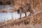 Cougar also called Mountain Lion,  Panther or Puma crossing a log at a frozen pond in winter