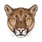 cougar animal wild head character in white background