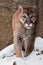 The cougar is approaching, it goes full face, a powerful animal goes forward, against the background of rocks and snow