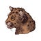 Cougar baby tabby, large felid isoated wildlife cat sketch. Vector illustration of mountain lion, puma, red tiger, and catamount.