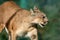 Cougar big strong wild cat animal walking close-up