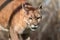 Cougar big strong wild cat animal walking close-up