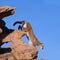 Cougar descending from the top of a wind sculpted sandstone outcrop.