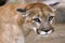 Cougar eyes, portrait of Mountain Lion close up