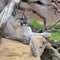 Cougar (Felis concolor), captive; Lanzarote, Spain