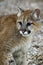 Cougar (Felis Concolor) - Head/Shoulders