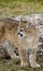 Cougar (Felis Concolor) Looks Left - Body