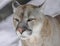 Cougar head portrait,  Puma concolor