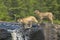 Cougar kits crossing waterfall