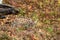 Cougar Kitten (Puma concolor) Blends In While Walking Along Ground Autumn