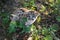 Cougar Kitten (Puma concolor) Huddled Up on Ground Autumn