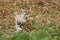 Cougar Kitten (Puma concolor) Pounces Across Leaves and Grass Autumn