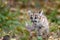 Cougar Kitten (Puma concolor) Runs Along Ground Autumn