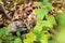 Cougar Kitten Puma concolor Sits Hidden in Ground Cover Autumn