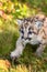 Cougar Kitten (Puma concolor) Stepping in Back Lighting Autumn