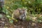 Cougar Kitten (Puma concolor) Tentatively Moves Along Ground Autumn