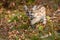 Cougar Kitten (Puma concolor) Walks Along Ground Front Paw Up Autumn