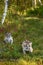 Cougar Kittens (Puma concolor) on Forest Trail Autumn