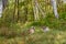 Cougar Kittens (Puma concolor) on Forest Trail Turn to Look At Each Other Autumn