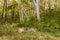 Cougar Kittens Puma concolor Head to Head on Forest Path Autumn