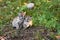 Cougar Kittens (Puma concolor) Huddle Together on Ground Autumn