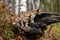 Cougar Kittens (Puma concolor) on Log Look to Right Autumn