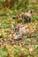 Cougar Kittens (Puma concolor) Pass on Trail Autumn