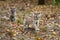 Cougar Kittens (Puma concolor) Run Across Forest Floor Autumn