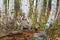 Cougar Kittens (Puma concolor) Stacked on Log Autumn