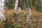 Cougar Kittens (Puma concolor) Walk Down Embankment Autumn