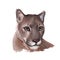 Cougar large felid native to Americas isoated wildlife cat. Digita art illustration of mountain lion, puma, red tiger and
