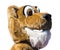 Cougar mascot head with white background