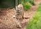 Cougar or mountain lion pacing towards camera