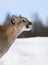 A Cougar or Mountain lion Puma concolor closeup in the winter snow in Montana, USA