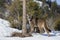 A Cougar or Mountain lion Puma concolor walking in the winter snow in Montana, USA