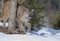 A Cougar or Mountain lion Puma concolor walking in the winter snow in Montana, USA