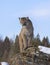 A Cougar or Mountain lion Puma concolor walking in the winter snow in Montana, USA